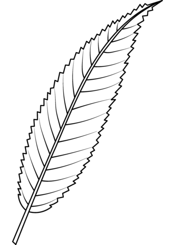 Crack Willow Leaf Coloring Page